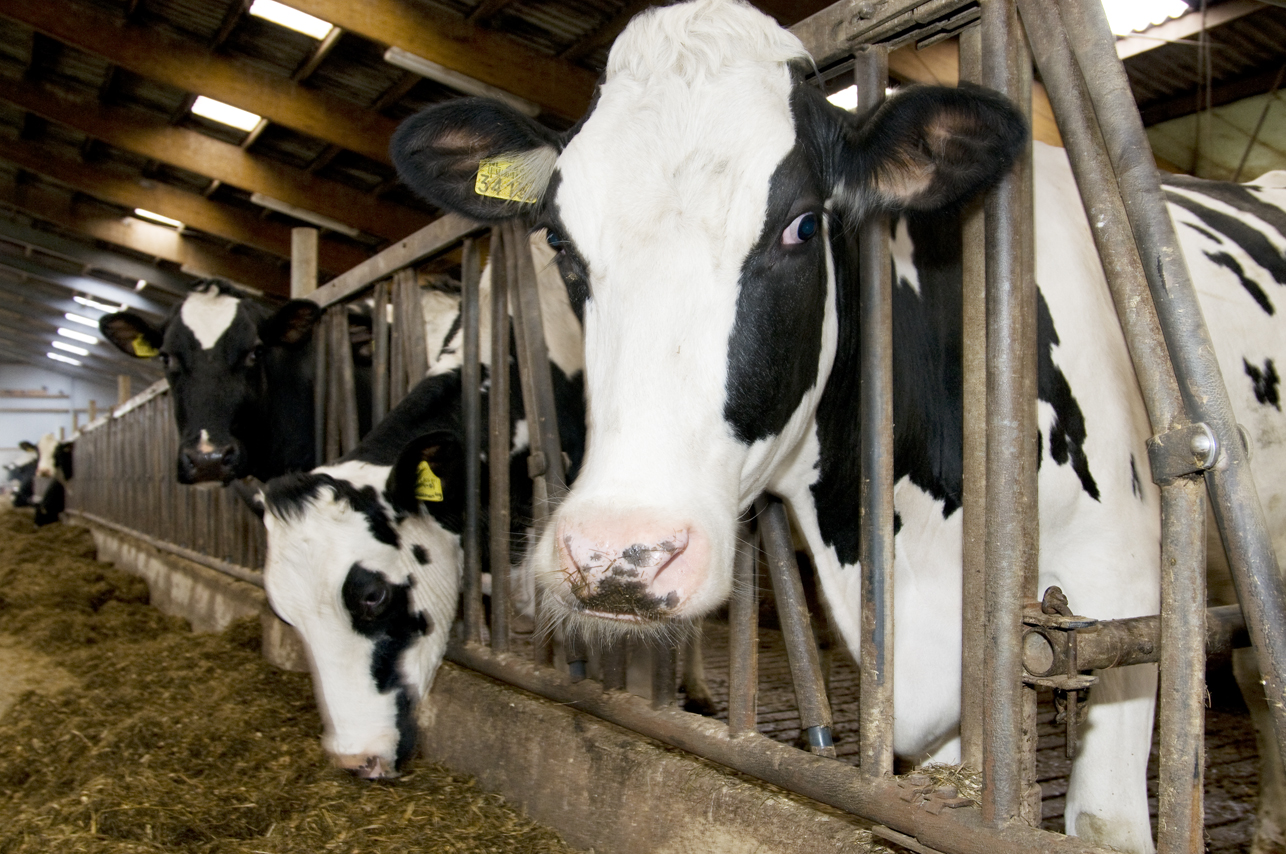 Nieuwsbrief Melkveebedrijf Zomer 2015 – Focus op voerefficëntie