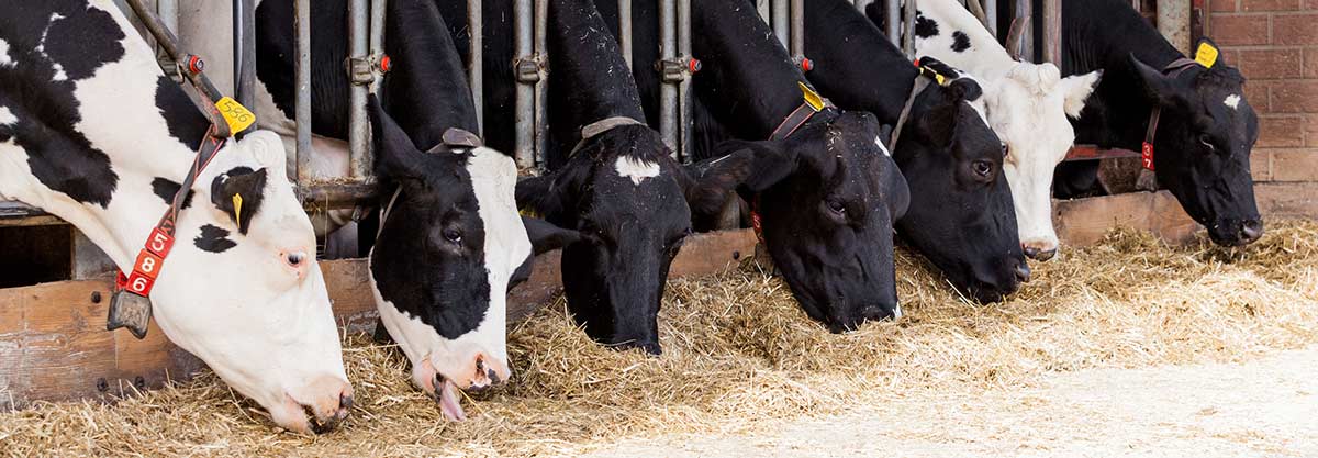Nieuwsbrief Melkveebedrijf Najaar 2016 – JodoSafe voor beter prestaties van uw melkvee
