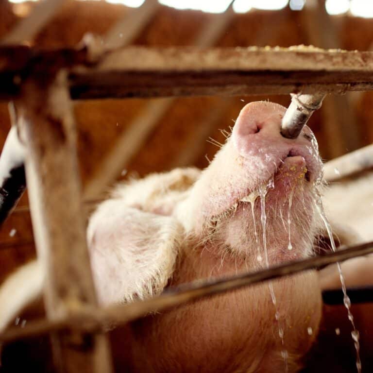 Natuurlijke diervoeders met betaine voor varkens: groei, darmgezondheid en weerstand